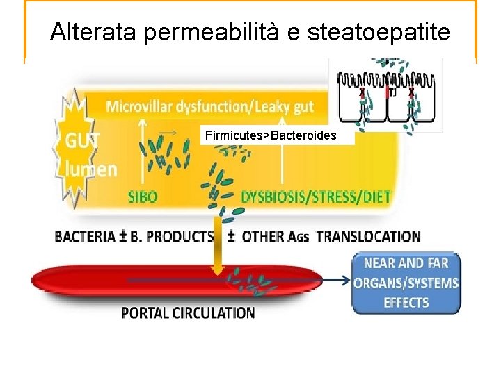 Alterata permeabilità e steatoepatite Firmicutes>Bacteroides 