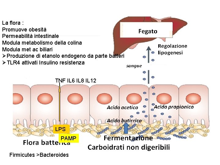 La flora : Promuove obesità Permeabilità intestinale Modula metabolismo della colina Modula met ac