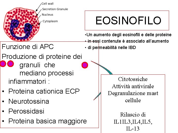 EOSINOFILO • Un aumento degli eosinofili e delle proteine • in essi contenute è