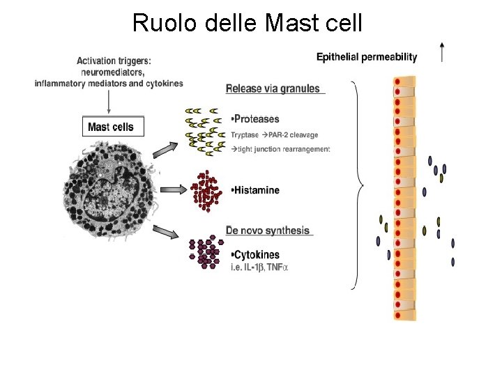 Ruolo delle Mast cell 