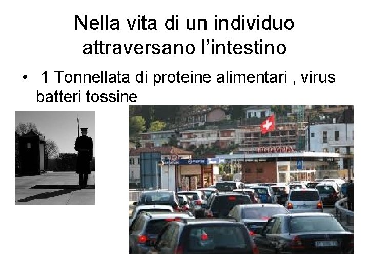 Nella vita di un individuo attraversano l’intestino • 1 Tonnellata di proteine alimentari ,