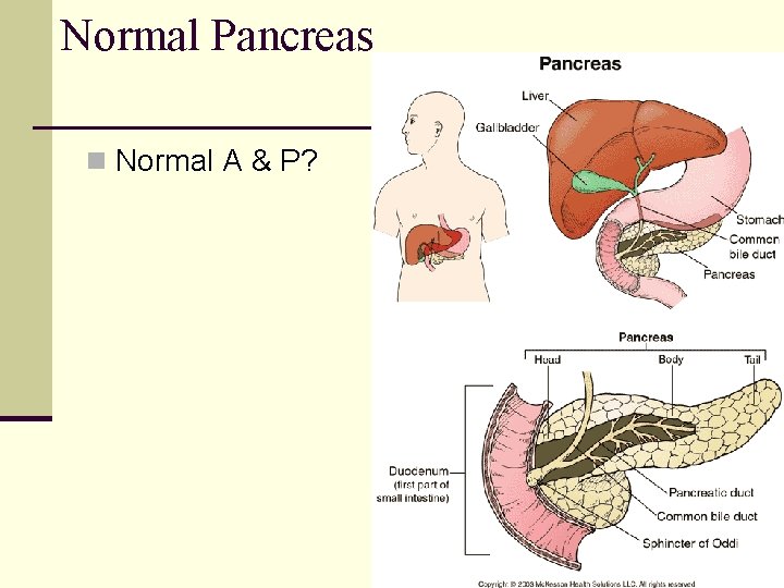 Normal Pancreas n Normal A & P? 