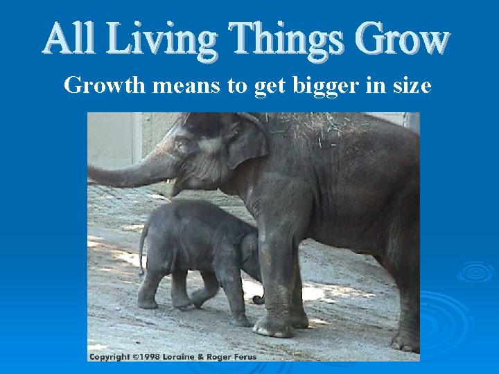 Growth means to get bigger in size 