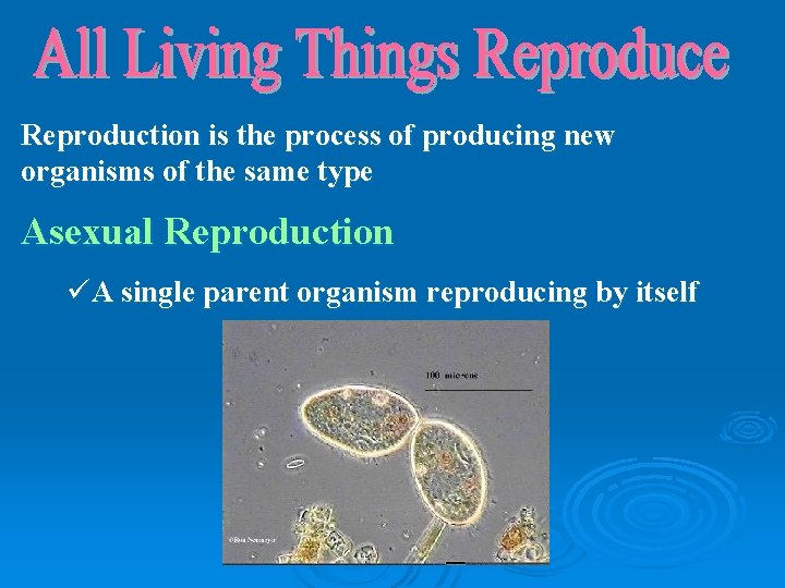Reproduction is the process of producing new organisms of the same type Asexual Reproduction