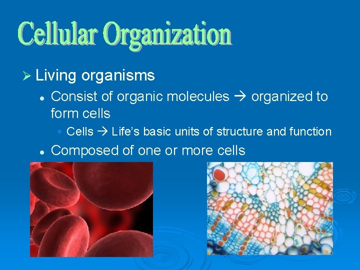 Ø Living organisms l Consist of organic molecules organized to form cells • Cells