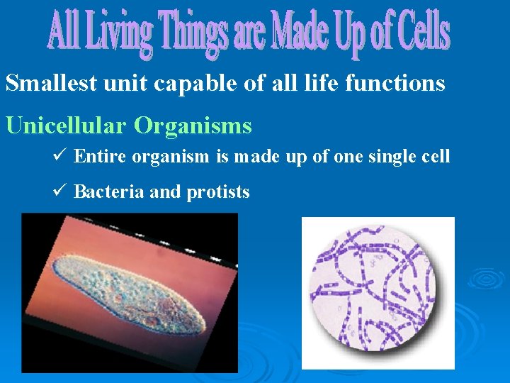 Smallest unit capable of all life functions Unicellular Organisms ü Entire organism is made