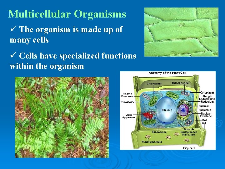 Multicellular Organisms ü The organism is made up of many cells ü Cells have