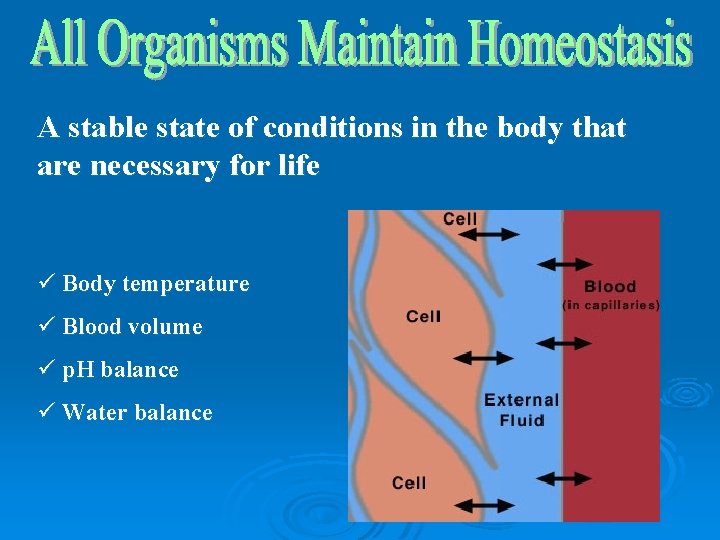 A stable state of conditions in the body that are necessary for life ü