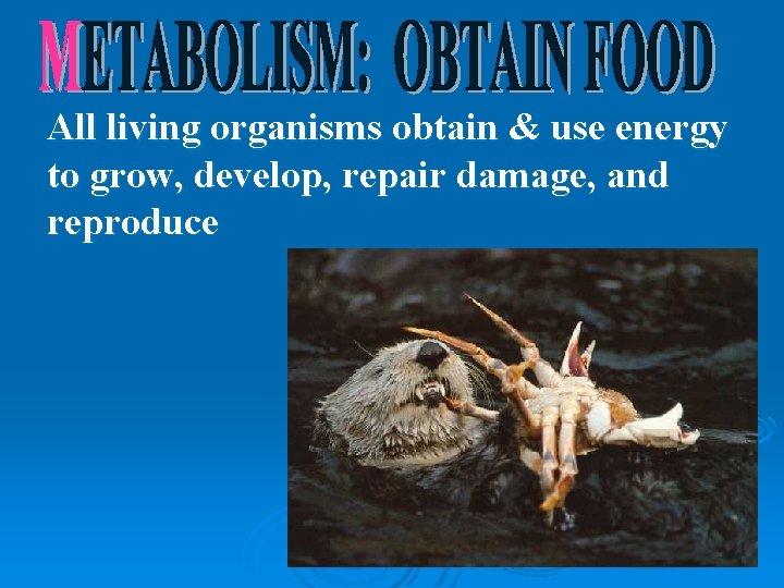 All living organisms obtain & use energy to grow, develop, repair damage, and reproduce