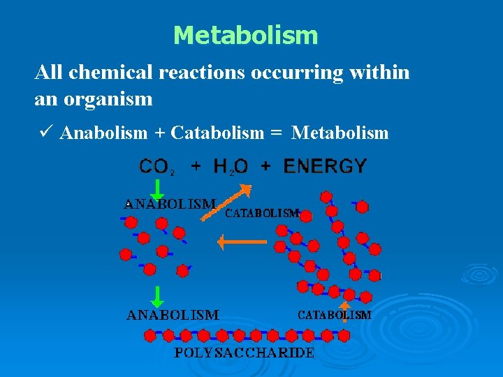 Metabolism All chemical reactions occurring within an organism ü Anabolism + Catabolism = Metabolism