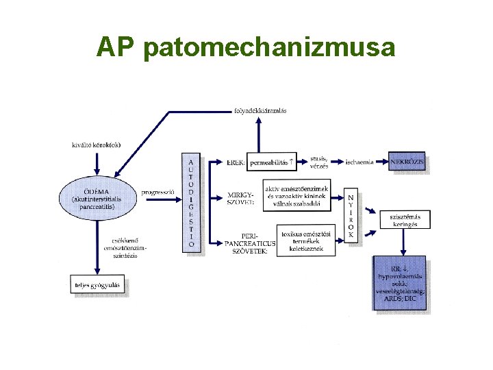 AP patomechanizmusa 