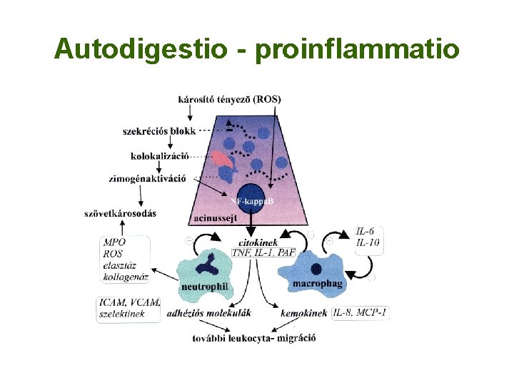 Autodigestio - proinflammatio 