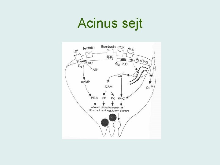 Acinus sejt 