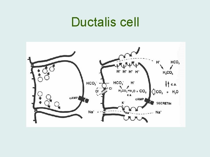 Ductalis cell 