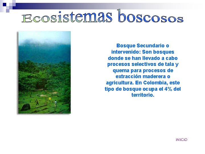 Bosque Secundario o intervenido: Son bosques donde se han llevado a cabo procesos selectivos