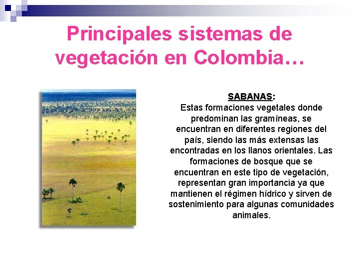 Principales sistemas de vegetación en Colombia… SABANAS: Estas formaciones vegetales donde predominan las gramíneas,