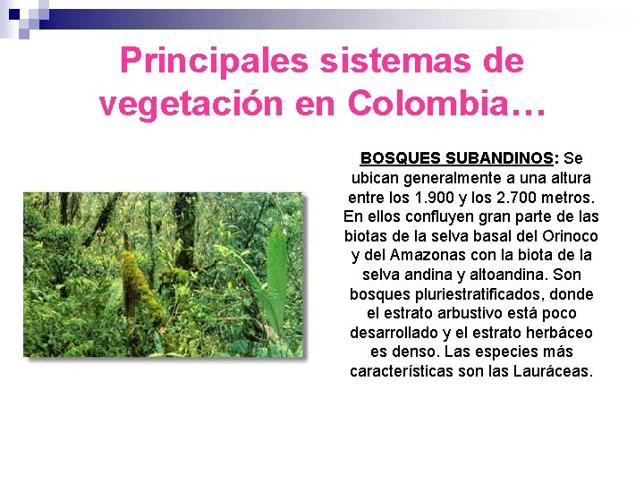 Principales sistemas de vegetación en Colombia… BOSQUES SUBANDINOS: Se ubican generalmente a una altura