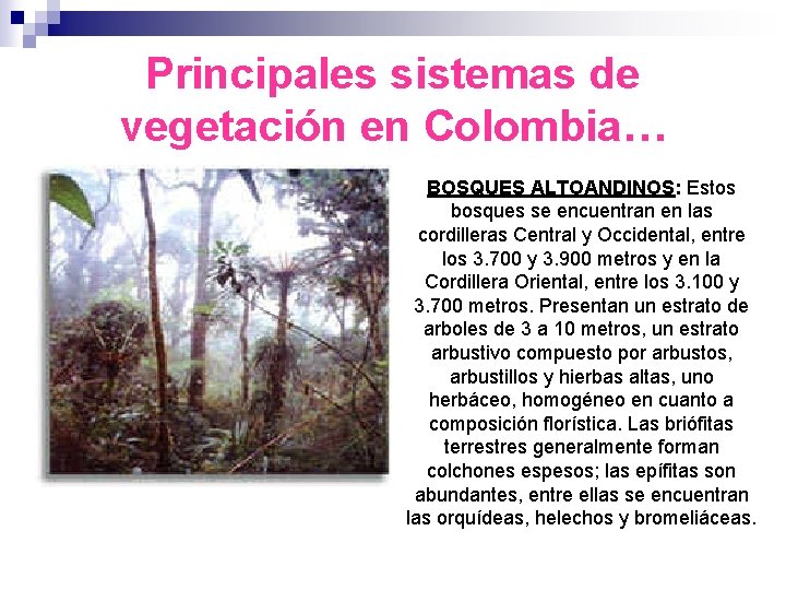 Principales sistemas de vegetación en Colombia… BOSQUES ALTOANDINOS: Estos bosques se encuentran en las