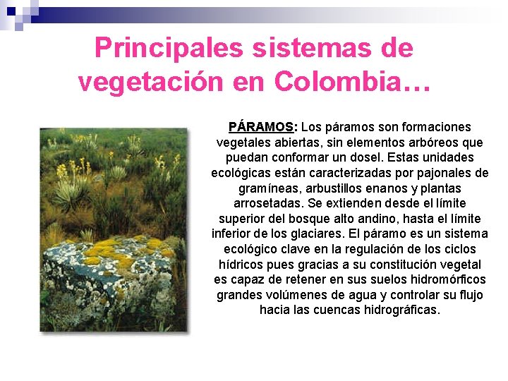 Principales sistemas de vegetación en Colombia… PÁRAMOS: Los páramos son formaciones vegetales abiertas, sin