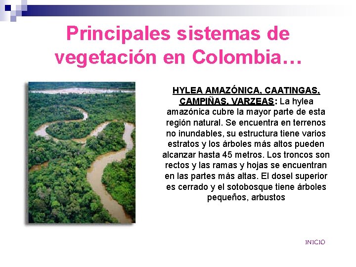 Principales sistemas de vegetación en Colombia… HYLEA AMAZÓNICA, CAATINGAS, CAMPIÑAS, VARZEAS: La hylea amazónica