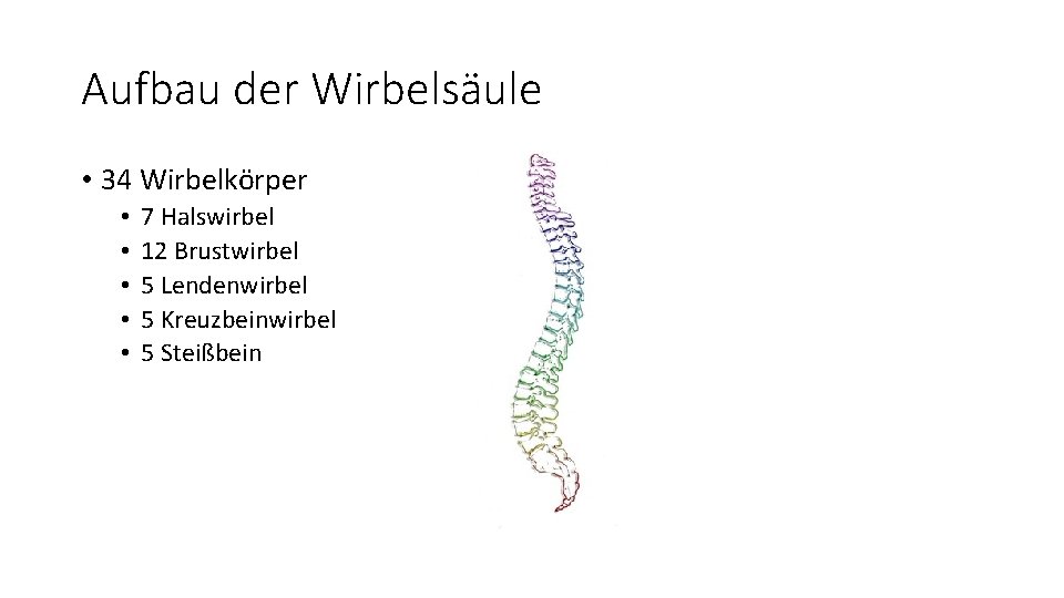 Aufbau der Wirbelsäule • 34 Wirbelkörper • • • 7 Halswirbel 12 Brustwirbel 5