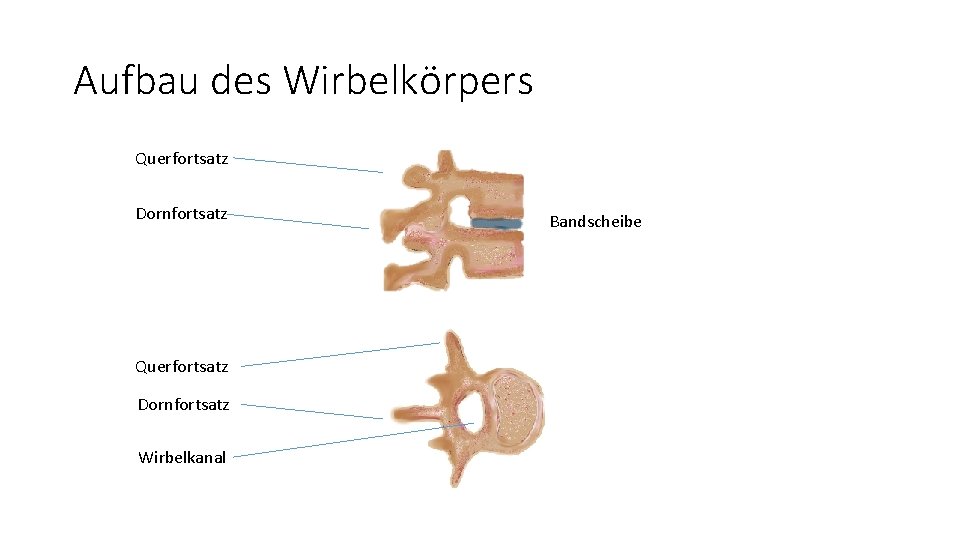 Aufbau des Wirbelkörpers Querfortsatz Dornfortsatz Wirbelkanal Bandscheibe 