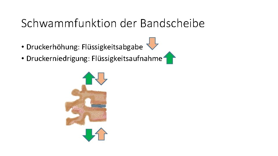 Schwammfunktion der Bandscheibe • Druckerhöhung: Flüssigkeitsabgabe • Druckerniedrigung: Flüssigkeitsaufnahme 