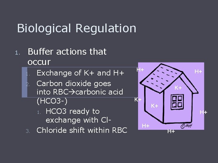 Biological Regulation 1. Buffer actions that occur 1. 2. 3. Exchange of K+ and