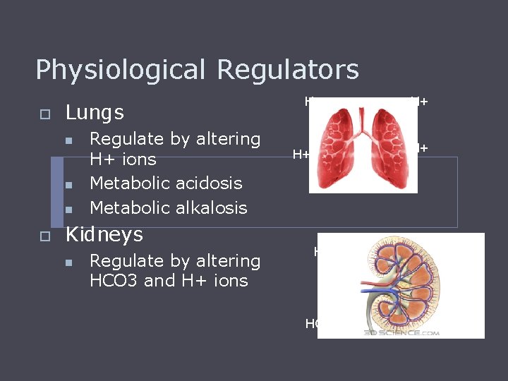 Physiological Regulators o Lungs n n n o Regulate by altering H+ ions Metabolic