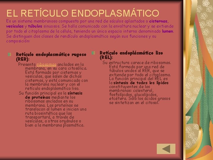 EL RETÍCULO ENDOPLASMÁTICO Es un sistema membranoso compuesto por una red de sáculos aplastados