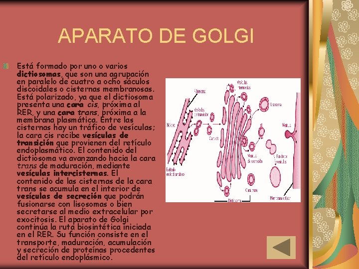 APARATO DE GOLGI Está formado por uno o varios dictiosomas, que son una agrupación