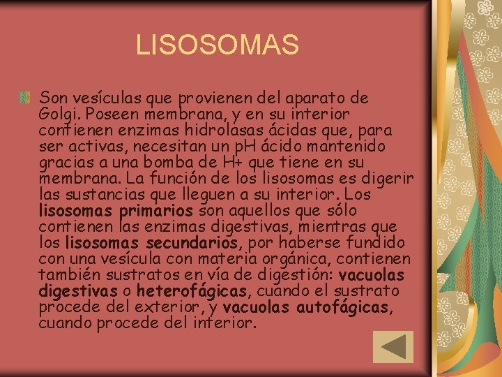 LISOSOMAS Son vesículas que provienen del aparato de Golgi. Poseen membrana, y en su