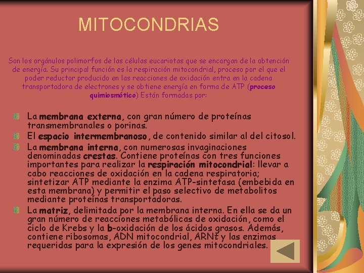 MITOCONDRIAS Son los orgánulos polimorfos de las células eucariotas que se encargan de la