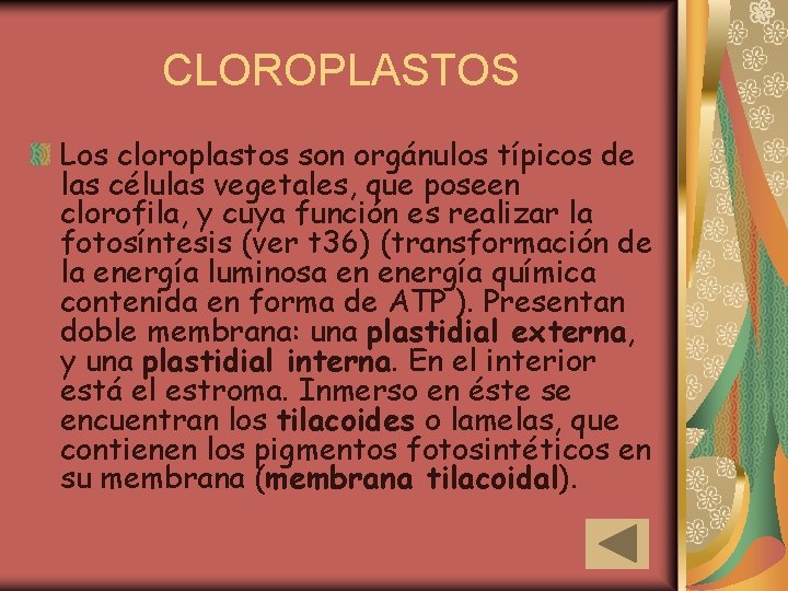 CLOROPLASTOS Los cloroplastos son orgánulos típicos de las células vegetales, que poseen clorofila, y