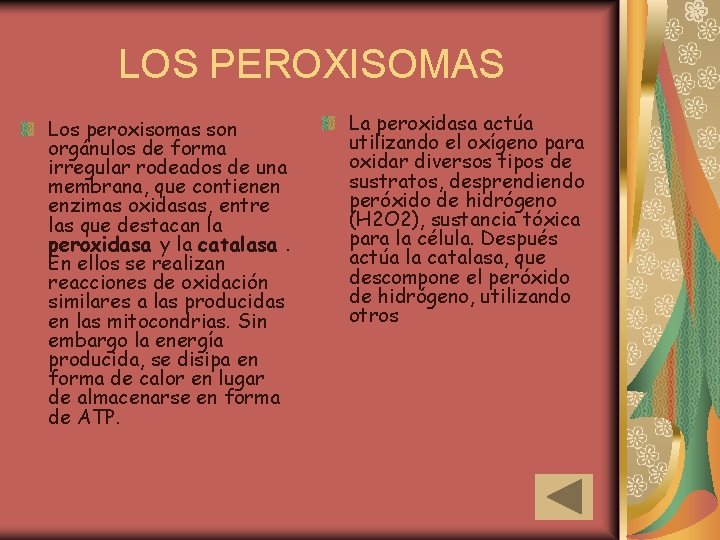 LOS PEROXISOMAS Los peroxisomas son orgánulos de forma irregular rodeados de una membrana, que