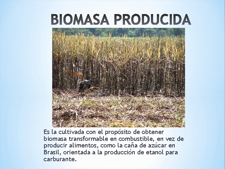 Es la cultivada con el propósito de obtener biomasa transformable en combustible, en vez