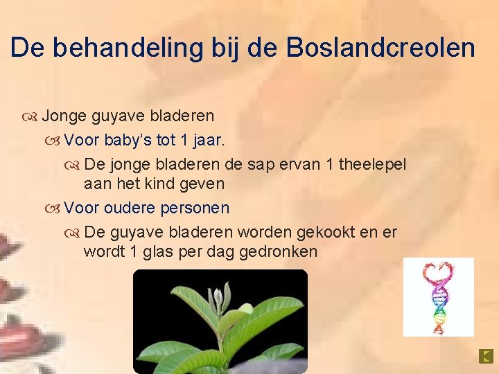 De behandeling bij de Boslandcreolen Jonge guyave bladeren Voor baby’s tot 1 jaar. De