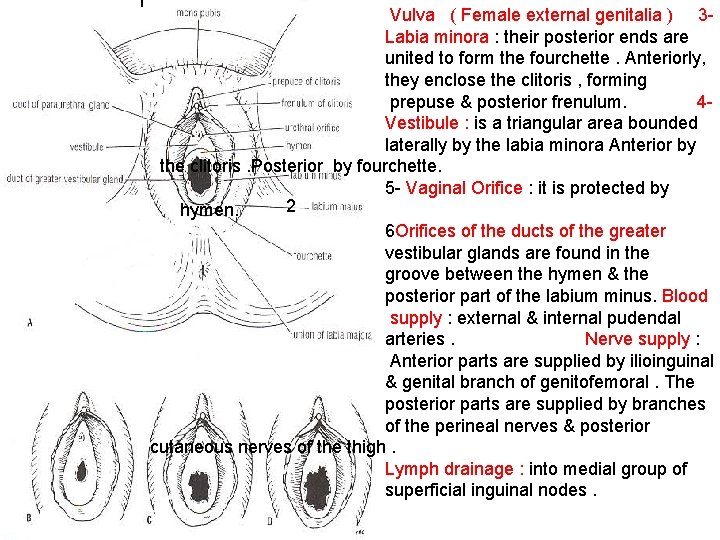 1 Vulva ( Female external genitalia ) 3 Labia minora : their posterior ends