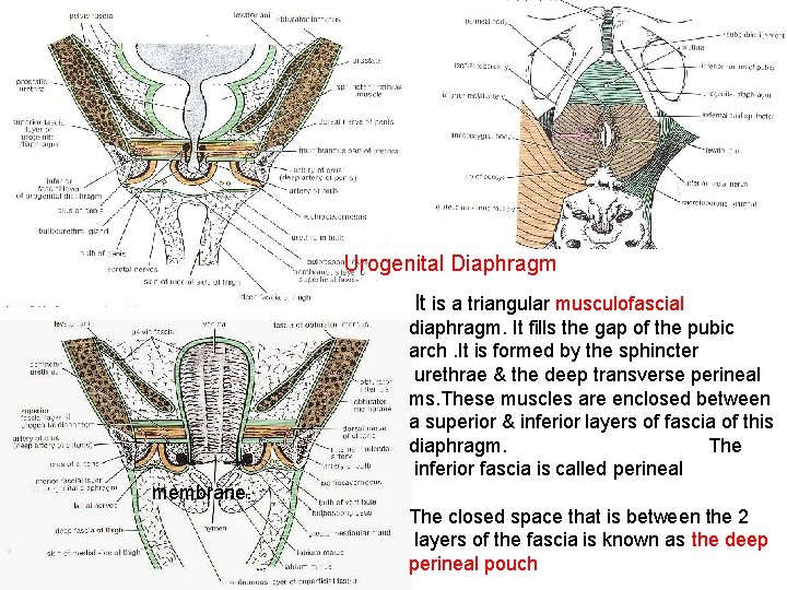 Urogenital Diaphragm It is a triangular musculofascial diaphragm. It fills the gap of the