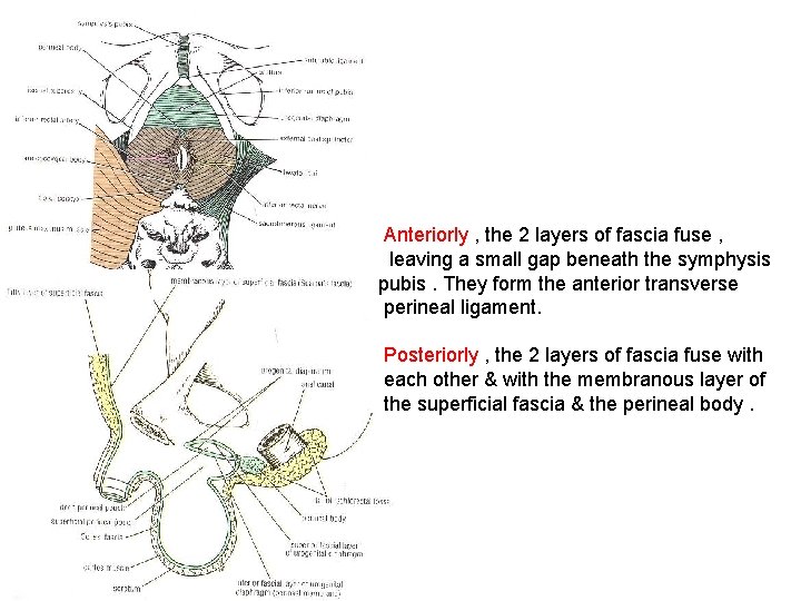 Anteriorly , the 2 layers of fascia fuse , leaving a small gap beneath