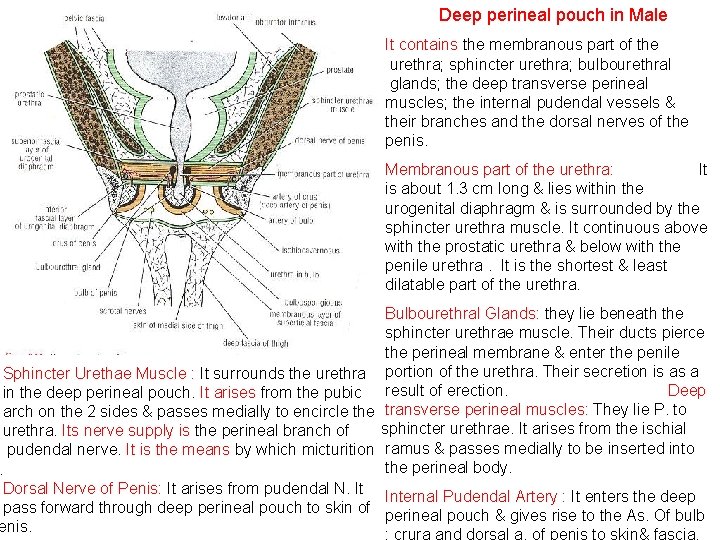 Deep perineal pouch in Male It contains the membranous part of the urethra; sphincter