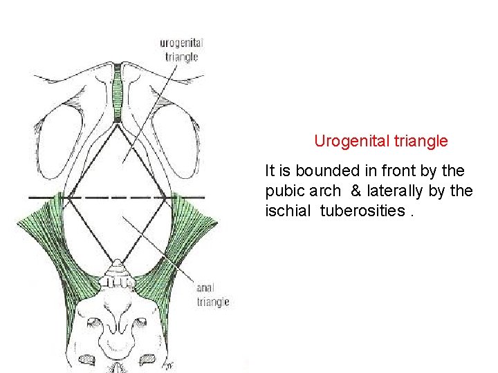 Urogenital triangle It is bounded in front by the pubic arch & laterally by