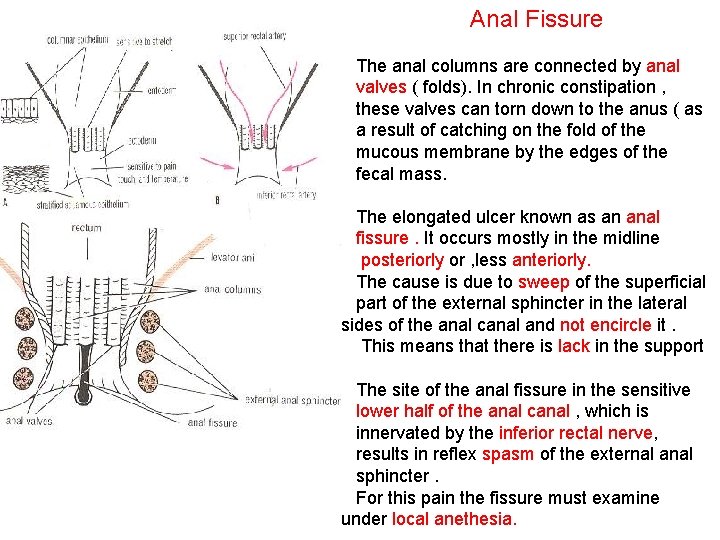 Anal Fissure The anal columns are connected by anal valves ( folds). In chronic