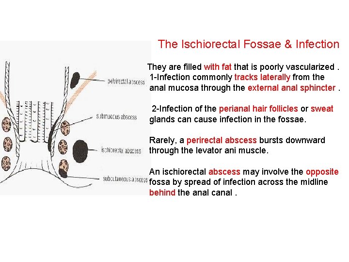 The Ischiorectal Fossae & Infection They are filled with fat that is poorly vascularized.