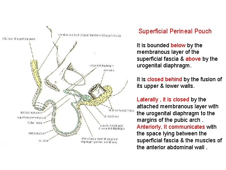 Superficial Perineal Pouch It is bounded below by the membranous layer of the superficial