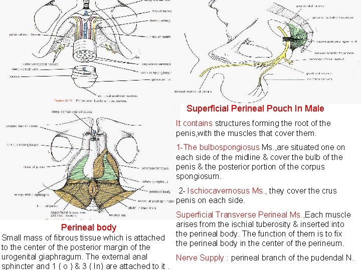 Superficial Perineal Pouch In Male It contains structures forming the root of the penis,