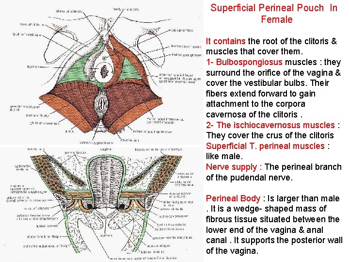 Superficial Perineal Pouch In Female It contains the root of the clitoris & muscles