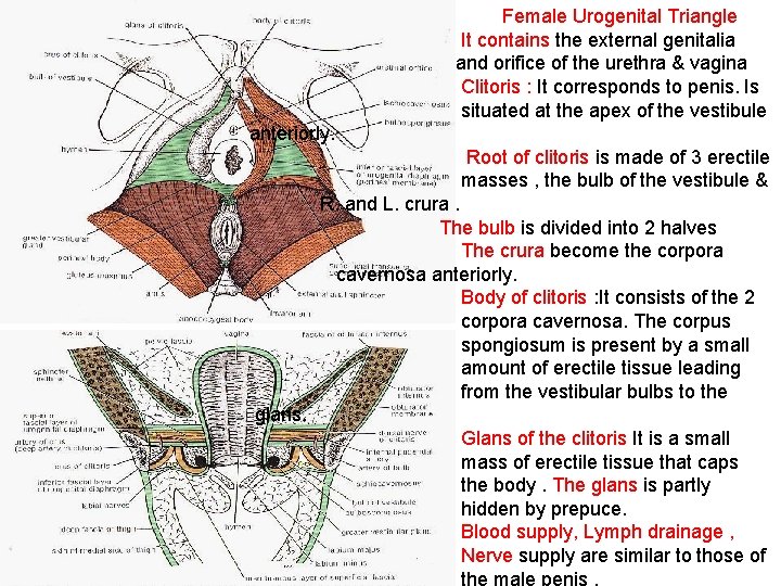 Female Urogenital Triangle It contains the external genitalia and orifice of the urethra &