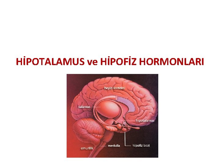 HİPOTALAMUS ve HİPOFİZ HORMONLARI 