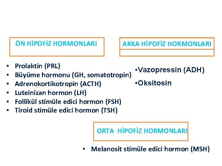 ÖN HİPOFİZ HORMONLARI adenohipofiz • • • ARKA HİPOFİZ HORMONLARI Prolaktin (PRL) • Vazopressin